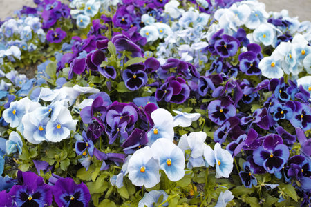 Outdoor, flowers and pansies by closeup for growth, sustainability and gardening in spring. Botany, ecology and blossom in nature with viola plants, development and organic leaves for decorationの写真素材