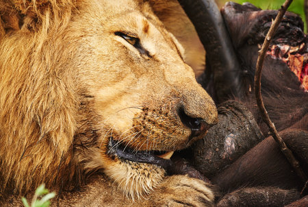 Lion, face or eating buffalo in park, wild safari and nature to feast on meal in South Africa. Serengeti, food or hungry predator in savanna terrain for hunting environment or natural animal habitatの写真素材