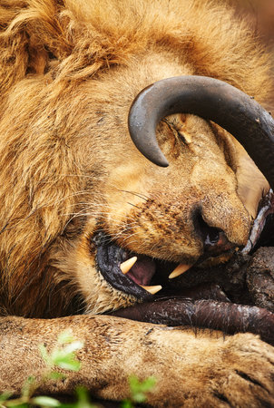 Lion, face or eating buffalo in nature, wild safari and park to feast on meal in South Africa. Serengeti, food or hungry predator in savanna terrain for hunting environment or natural animal habitatの写真素材
