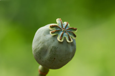 Plant, opium poppy and growth in garden for herbs, medicine and drugs in green background. Outdoor, breadseed head or flower closeup at farm for agriculture production, ecology or harvest in natureの写真素材