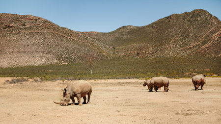 Outdoor, environment and mountain with rhino on sand for nature reserve, wildlife and conservation. Safari, habitat and animal herd at countryside for endangered species, sanctuary and protected areaの写真素材