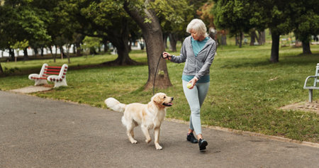 Walking, dog and tennis ball with old woman in park for training, adventure and health. Animal care, support and morning with person and Labrador pet in nature for bonding, guide and wellnessの写真素材