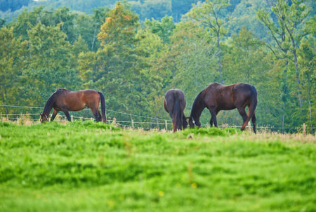 Horses, group and outdoor at farm with trees, grass and grazing in summer with nature in countryside. Equine animal, eating and field with stallion, mare and nutrition with sunshine in Denmarkの写真素材