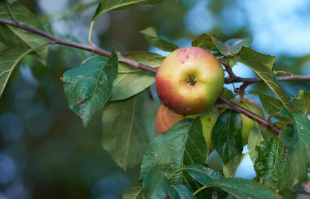 Apples, tree and farming for harvest, wellness and food for snack or healthy diet as texture....