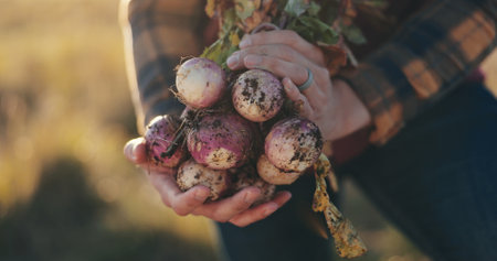 Hands, sustainable and man with radish on farm for agriculture, nutrition or produce business. Organic, outdoor and closeup of male person with fresh vegetables for food production in countryside.の写真素材