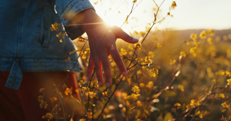 Sunset, hand and touch flowers outdoor on holiday, vacation and tourism at field for relax. Travel, fingers and woman with plants in garden, countryside and back on adventure for freedom closeupの写真素材