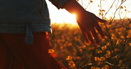 Sunset, hand and touch flowers on holiday, vacation or tourism relax outdoor at field. Travel, fingers and woman with plants in garden, countryside or back on adventure for freedom in nature closeupの写真素材