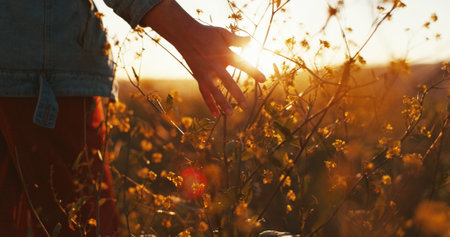 Sunset, hand and touch flowers at field on holiday, vacation and tourism outdoor for relax. Travel, fingers and woman with plants in garden, countryside and back on adventure for freedom in natureの写真素材
