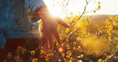 Sunset, hand and touch flowers in nature on holiday, vacation and tourism outdoor for relax. Travel, fingers and woman with plants in garden, countryside and back on adventure for freedom closeupの写真素材