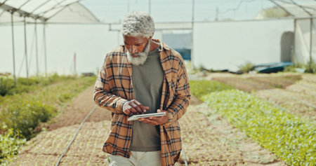 Greenhouse, plant and tablet with black man on farm for agriculture, sustainability and growth. Environment, summer and eco friendly with mature person for field inspection, quality control or healthの写真素材
