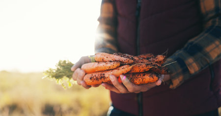Hands, nature and man with carrots on farm for agriculture, nutrition or produce business. Organic, harvest and closeup of male person with fresh vegetables for sustainable food in countryside.の写真素材