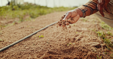 Growth, planting and hand with soil, sustainability and gardener in environment, agriculture and nature. Gardening, sapling and fertilizer for plants, person and eco friendly for sprout and ecologyの写真素材