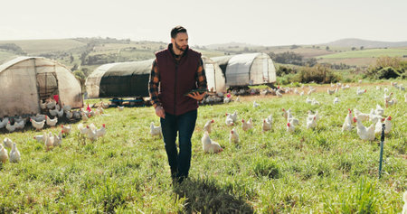 Chicken, field and farmer with tablet for inspection, animal health and sustainable ecology. Agriculture, countryside and man on digital tech for livestock for business, poultry and quality controlの写真素材