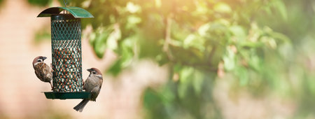 Eating, seed and banner with bird feeder in nature for birdwatching, environment and zoology. Spring season, biodiversity and ecology with grains in birdhouse in park for food, garden and habitatの写真素材