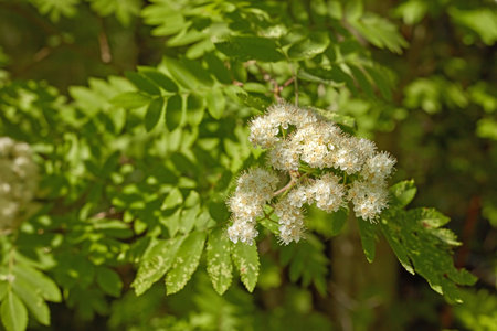 Spring, nature and trees with flowers in forest for growth, environment and blossom. Meadow, botanical and biodiversity with closeup of plant in park of countryside for bloom, floral and ecosystemの写真素材
