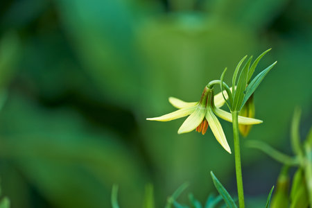 Yellow lily flowers, nature and outdoor in garden, landscape and spring for leaves, growth and sunshine. Lilium rhodopeum, plants and bloom with mockup space, color and bush in environment in Greeceの写真素材