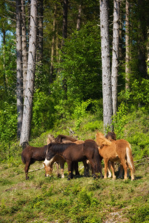 Wild horses, group and outdoor in forest with trees, grass and summer with nature in countryside. Equine animal, together and field in woods with stallion, mare and rural with sunshine in Denmarkの写真素材