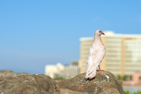 Birds, seagull and wildlife in wallpaper or texture in birdwatching, adventure and conservation. Animals, migration and habitat for ecology, species and nature with outdoor, background or environmentの写真素材