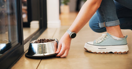 Dog bowl, hands and person with dry food, house and feeding with daily health. Closeup, pet owner and animal nutrition with snack, meal and vitamins for growth, diet product and wellness in loungeの写真素材
