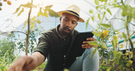 Agriculture, inspection and man in greenhouse, harvest and checking for growth, farmer and outdoor. Sustainable business, production and black person with plants in environment and quality assuranceの写真素材