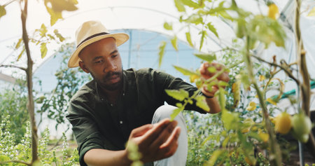 Agriculture, inspection and man in greenhouse, serious and checking for harvest, farmer and outdoor....