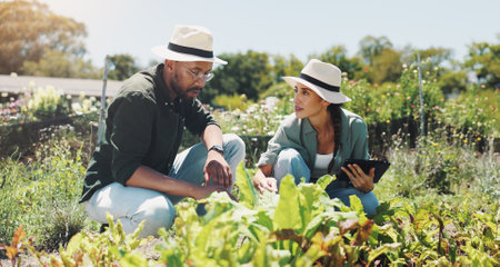 Man, woman and tablet in field, farming and inspection for crops, growth or talking in summer. People, digital touchscreen and agro management with partner, review or progress for organic vegetablesの写真素材