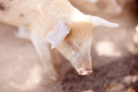 Pig, outdoor or walking in barn for growth, sustainable business and pork production industry. Nature, farm and animals in sty for agriculture, habitat and ecosystem in dirt with livestock on ranchの写真素材