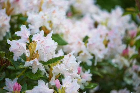 Flowers, nature and garden outdoor with rhododendron for growth, bloom and sustainability. Leaves, petals and bush with plants for ecology, botanical gardening and floral decoration in environmentの写真素材