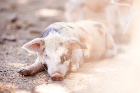 Pig, sleeping and rest on farm for growth, sustainable business and pork production industry. Animal, relax and tired in sty for agriculture, sunshine and dreaming in dirt with livestock on ranchの写真素材