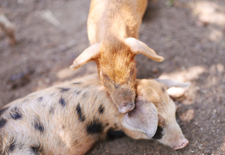 Pigs, barn or sleeping on farm for growth, sustainable business and pork production industry....