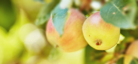 Apple, tree and growth with agriculture, leaves or closeup with sustainability for food production...