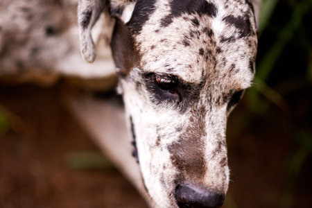 Dog, relax and face in nature for adventure, explore or property protection on farm. Outdoor animal, break or resting in countryside for pet care, sustainability or wellness in environment for growthの写真素材