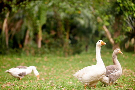 Walking, animals and geese in nature, woods and travel for search of food, journey and environment. Outdoor, habitat and sustainability of forest for birds, growth or wildlife with feathers in Canadaの写真素材