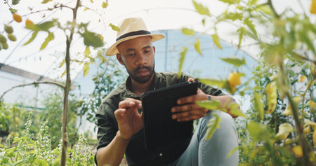 Agriculture, inspection and man with tablet, serious and checking for harvest, farmer and outdoor. Sustainable business, browsing and black person with plants, online and quality assurance with appの写真素材