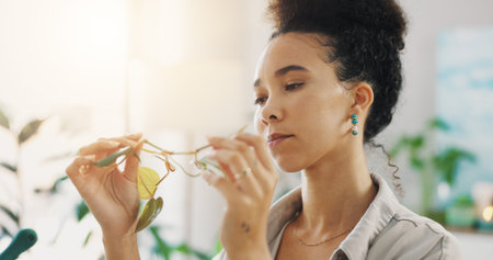 Leaf, plant and check with woman at home for inspection, growth progress and garden health....