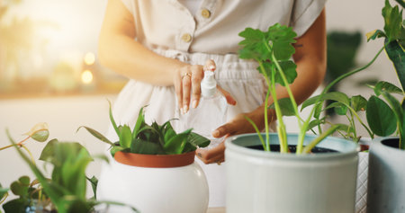 Hand, person and water plants at house for healthy growth, hydration and sustainable with nutrition. Woman, spray bottle and gardening process with leaf maintenance, chemical liquid and eco friendlyの写真素材