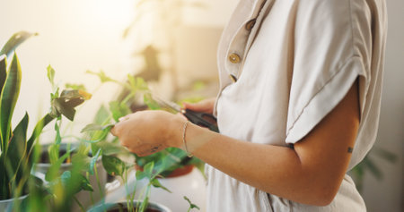 Hands, eco friendly and person with plants, home and inspection for growth of leaves and sustainability. Fresh, gardening and checking for quality control, environment or closeup of gardener in houseの写真素材