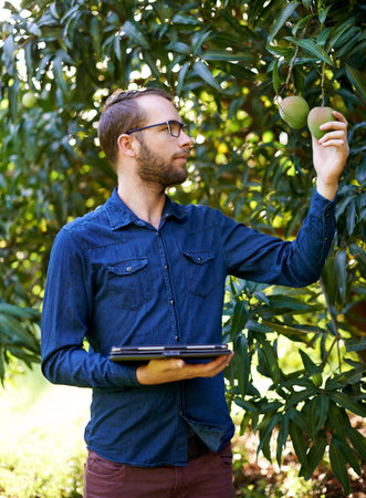 Check, tablet or man with mangoes or tree for growth, harvesting or organic produce. Agriculture,...
