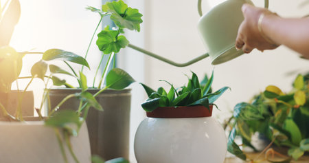 Hands, person and water pot for plants of healthy growth, hydration and sustainable of nutrition. Woman, container and gardening process of leaf maintenance, chemical liquid and eco friendly at houseの写真素材