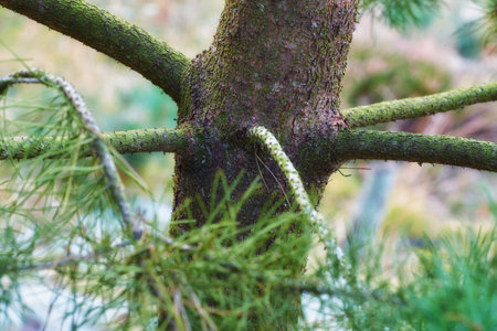 Tree, woods and trunk outdoor with leaves, texture and sustainable growth in environment. Nature, forest and bark in countryside with branch for natural ecology, carbon capture or moss in Denmarkの写真素材