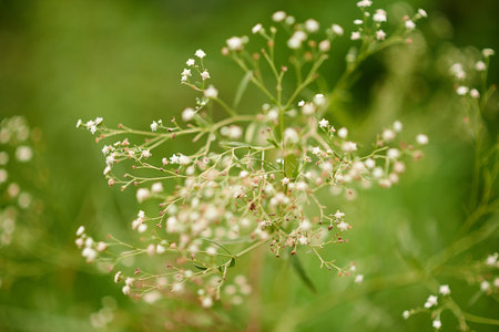 Environment, sprout and growth in nature, flowers and sustainability of woods with plants and...