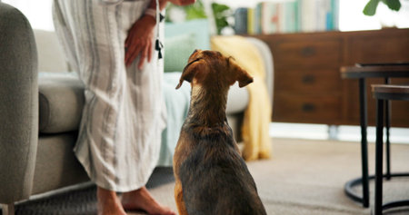 Training, dog and sit with person in living room of home for love, loyalty and animal care. Support,...