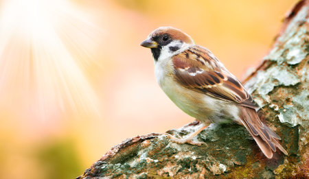 Natural, tree and sparrow with springtime, environment and sustainability with ecosystem. Space, bird and animal with garden, balance and ecology with sunshine, eco friendly and feathers with natureの写真素材