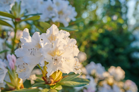 Flower, leaves and white azaleas in garden in nature for growth, decoration and blossom for botany. Bloom, floral plant and rhododendron outdoor for ecology, sustainable and closeup on backgroundの写真素材
