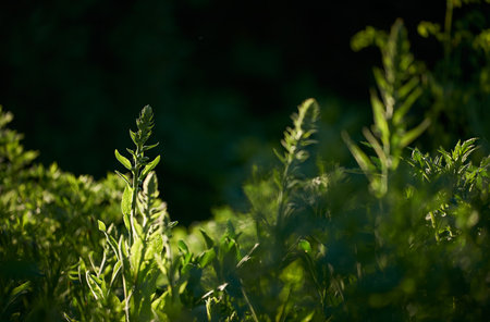 Dark, garden and plants with nature for growth, landscape and summer with outdoor morning. Sage season, leaves background and floral nursery for ecology, bush park or botanical blossom environmentの写真素材