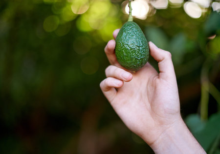 Nature, farmer and hand with avocado on tree in orchard for growth, harvest and organic produce....