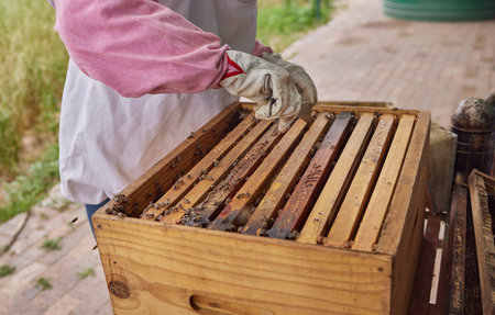 Beekeeper, hands and tool by beehive box for frame removal, opening crate and honeycomb production...