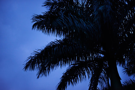 Sky, silhouette and tree in nature, night and peace in environment for holiday, travel and outdoor. Dark, vacation and growth of plant in location, scenery and sustainability in woods in Australiaの写真素材