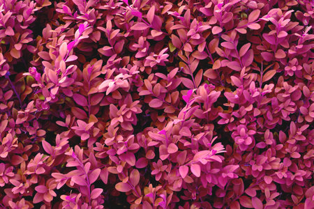 Environment, leaves and blossom with plant in nature for sustainability, ecology and botany. Growth,...