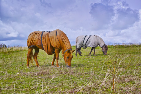 Horses, rug and field at farm, outdoor and nature with grazing, diet and growth in countryside, Equine animal, blanket and nutrition on grass in winter, wellness and sunshine at rural ranch in USAの写真素材